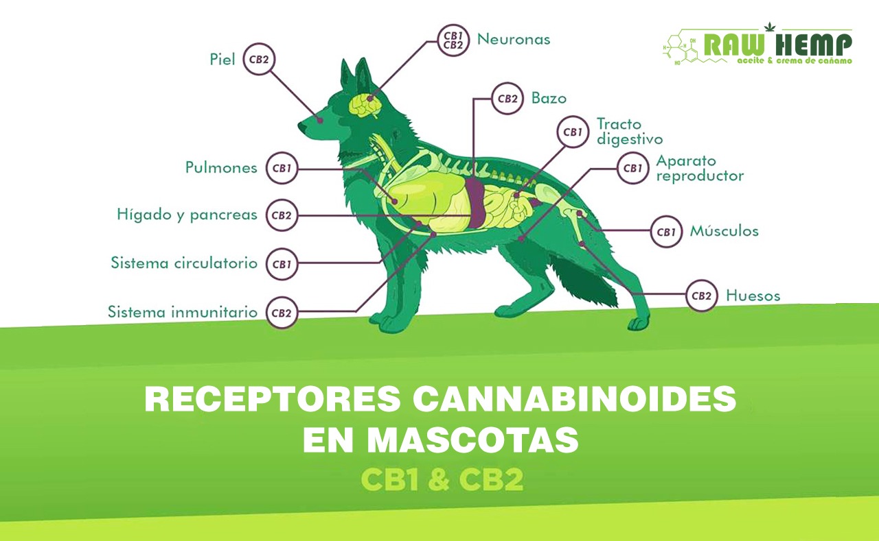 RECEPTORES CANNABINOIDES EN ANIMALES DOMÈSTICOS