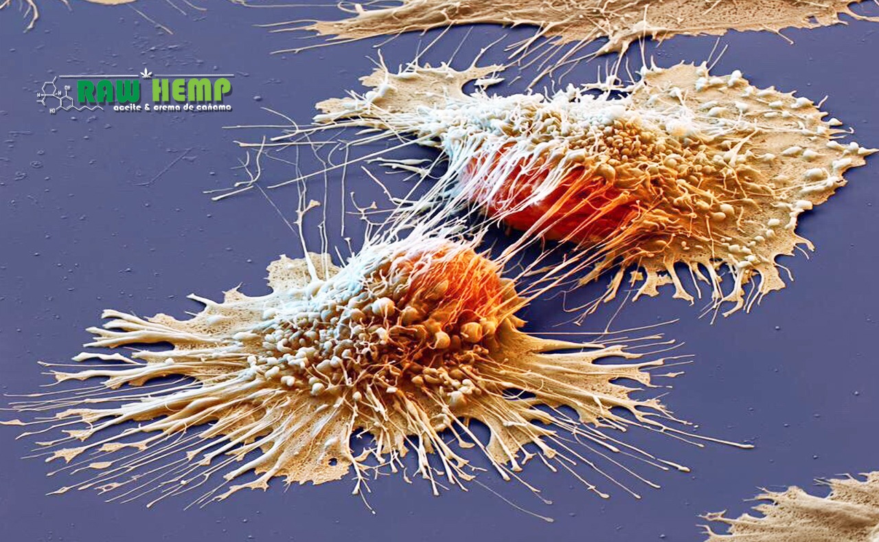La quimioterapia mata incluso células sanas, el cannabis solo las cancerígenas Varios estudios de todas partes del mundo confirman que el CBD y el THC, además de otros componentes del cannabis, juegan un papel fundamental en la lucha contra el cáncer.