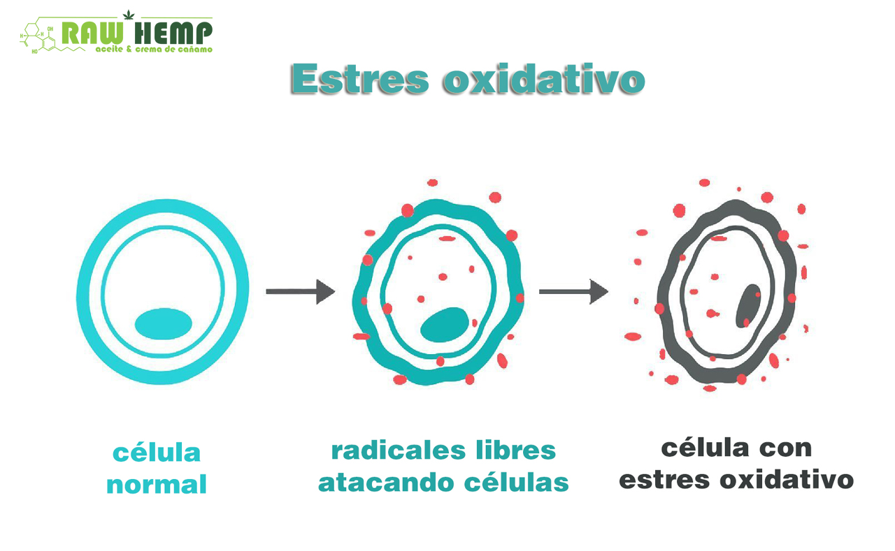 ¿Podría el Cannabis Protegerte Contra el Daño Oxidativo?